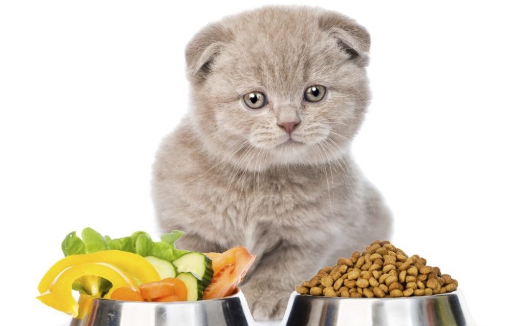 Сбалансированное питание для котят