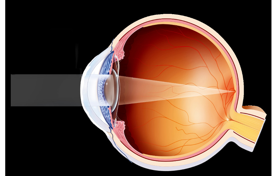 Узнайте об анатомии хрусталика глаза