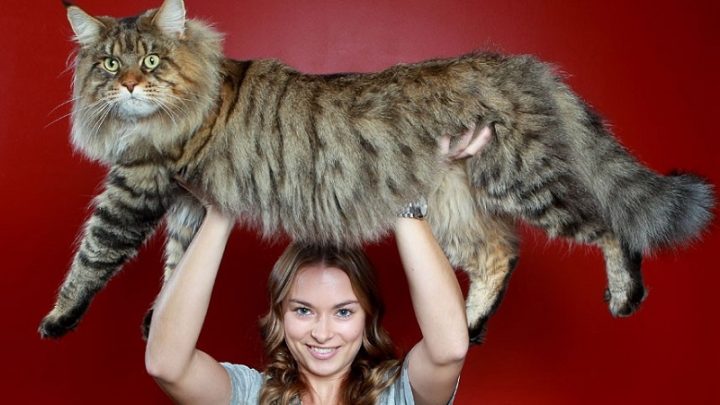 1 bolshoy kot porody meyn kun